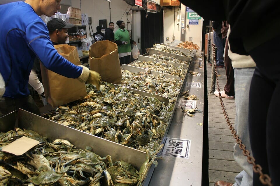 Alaska, pesca granchio delle nevi
