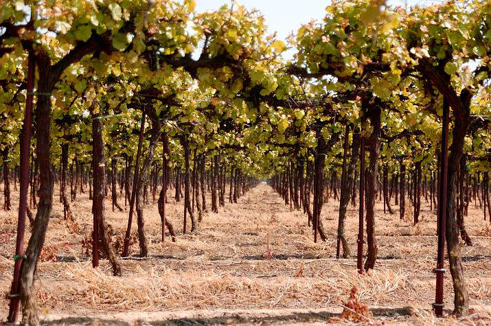 pinot nero moscato