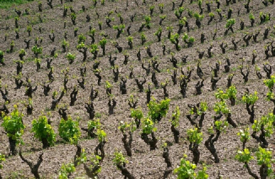 La Pratica Agricola della vite ad alberello, un patrimonio da salvaguardare