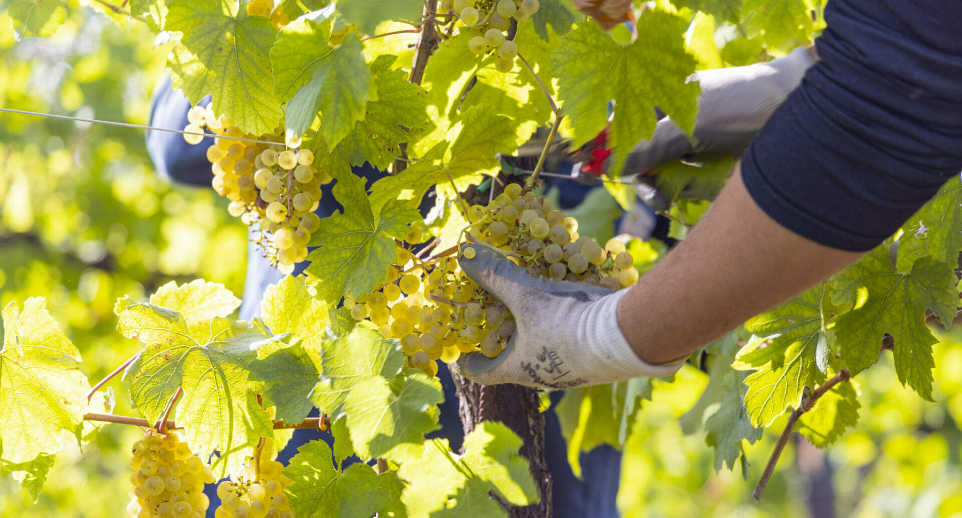 Il Prosecco Solidale per un nuovo ambulatorio