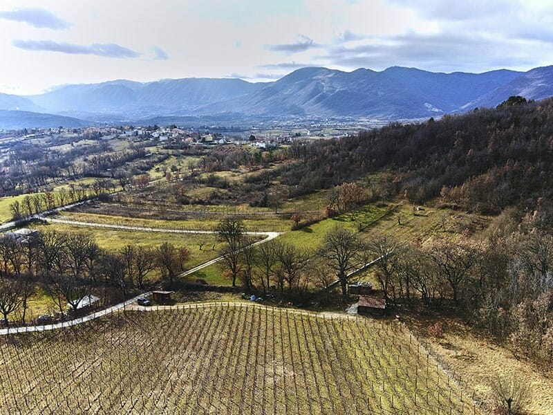 Vigneto della Cantina Castelsimoni