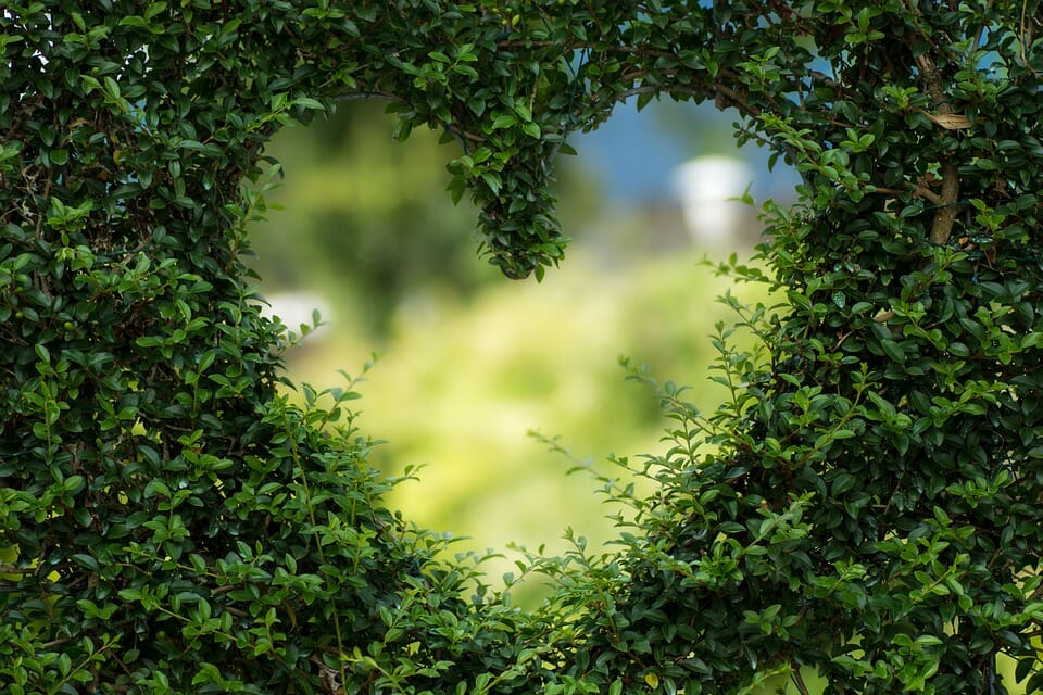 vigneto con siepe a forma di cuore