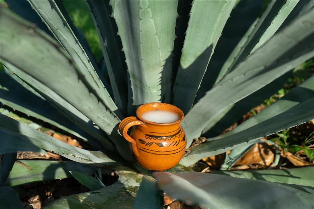 Pulque, birra tradizionale Panama