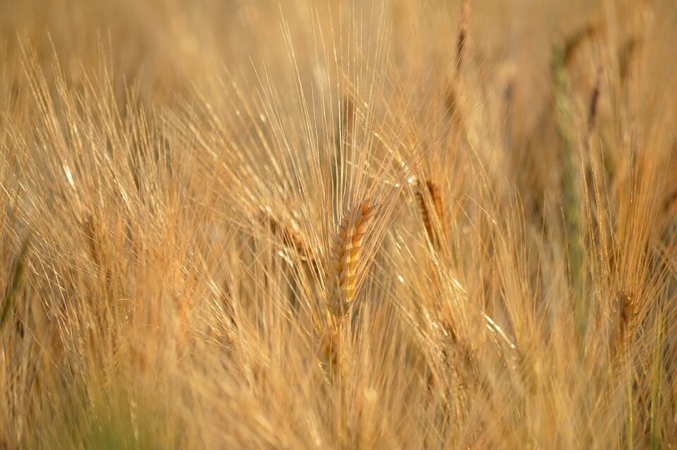 grano, agricoltura
