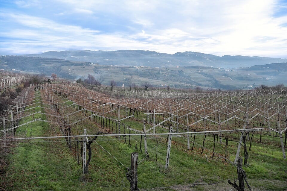 viti amarone