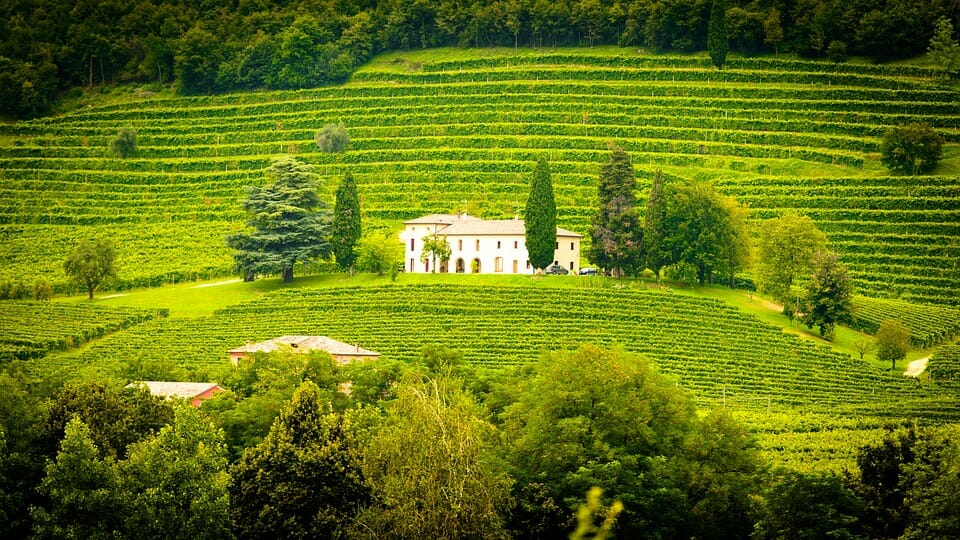 vigneti in toscana