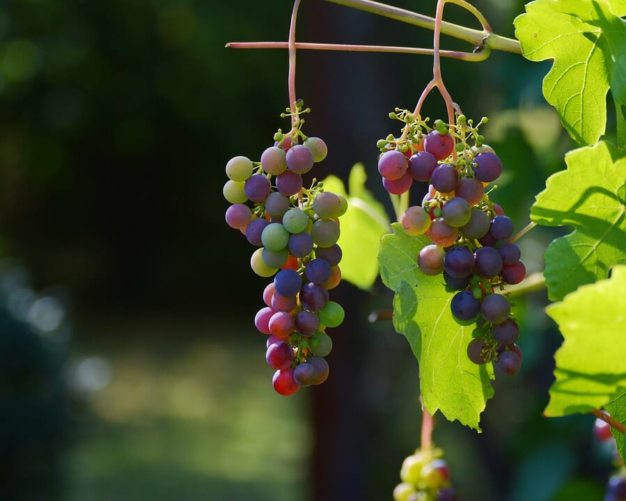 vino, origine vite