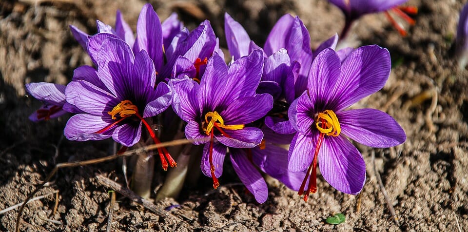 fiori zafferano