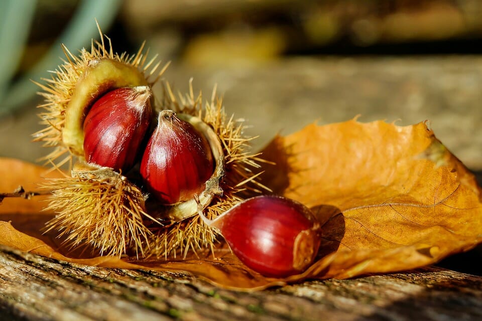 Farina di castagne lunigiana