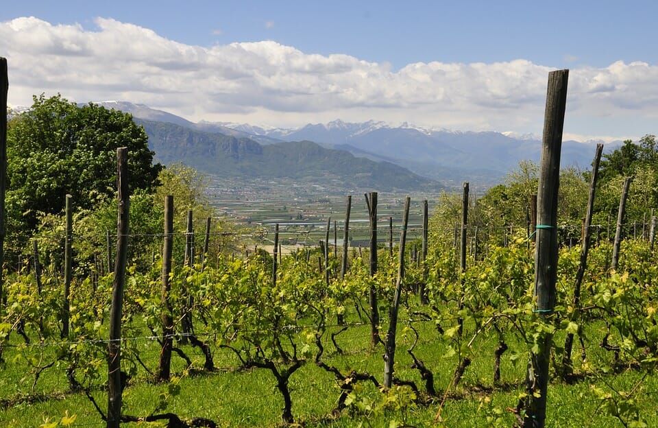 vino sostenibile, spumante Ferrari Trento