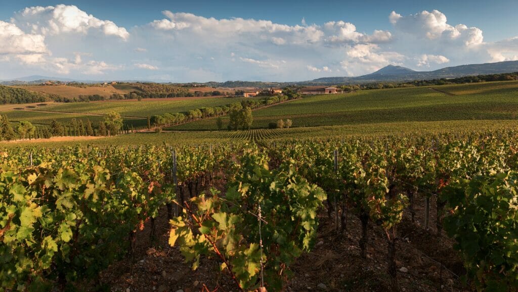 Vigna di Carpineto