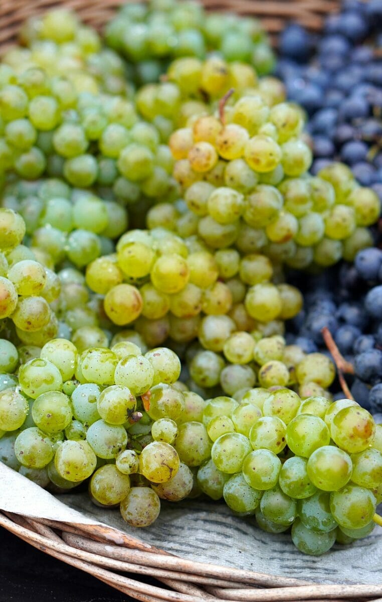 uva vendemmia