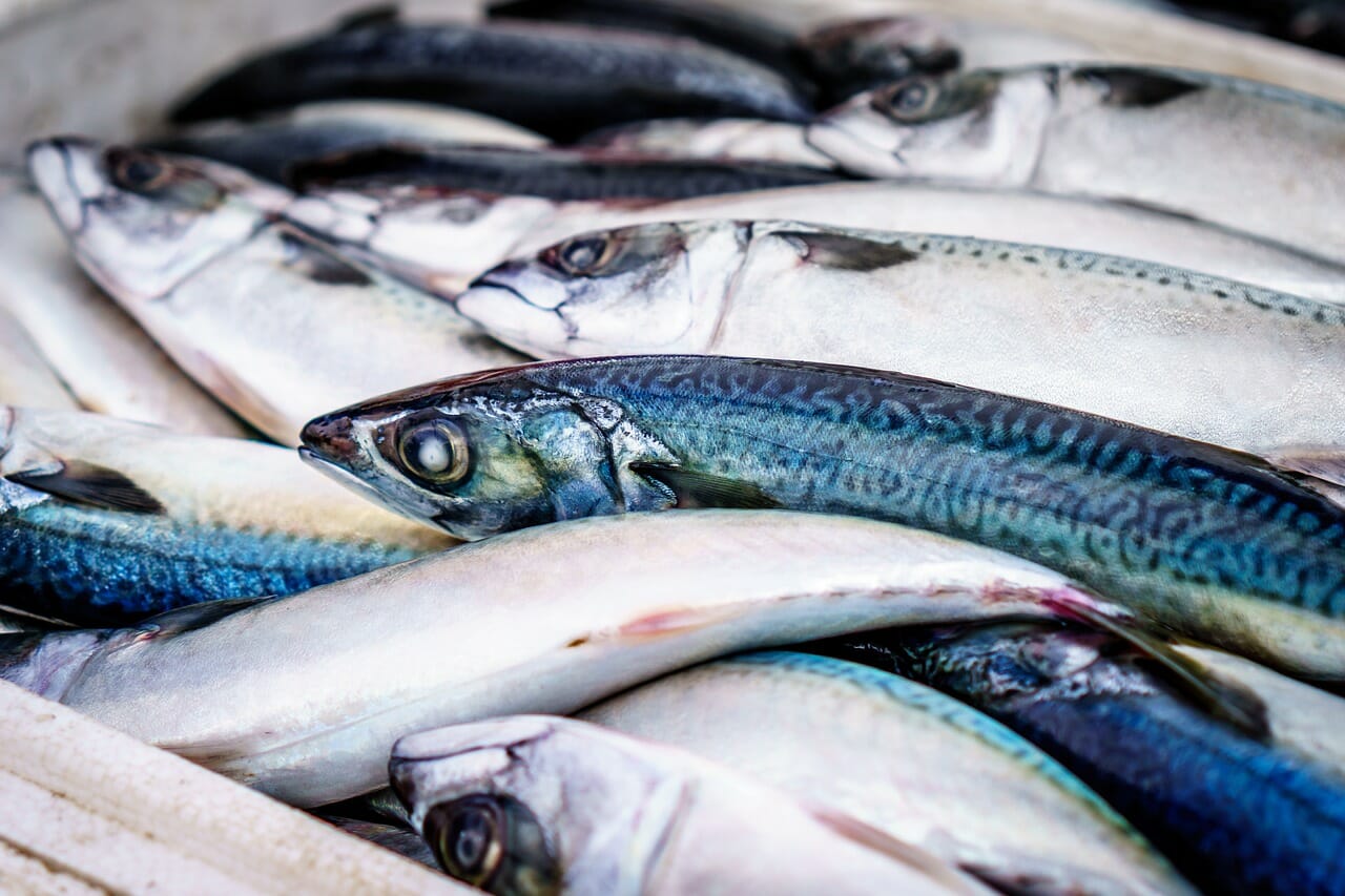 pesce sardina