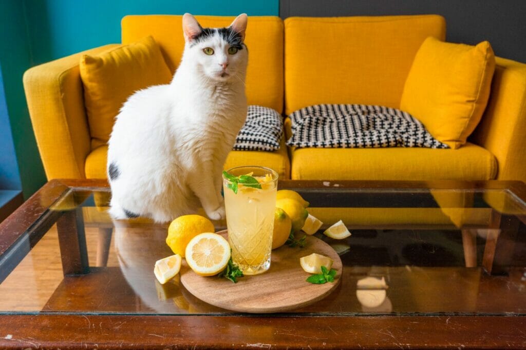 bar con gatti in Italia