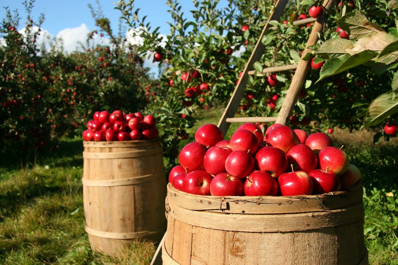 mele rosse Friuli Venezia Giulia