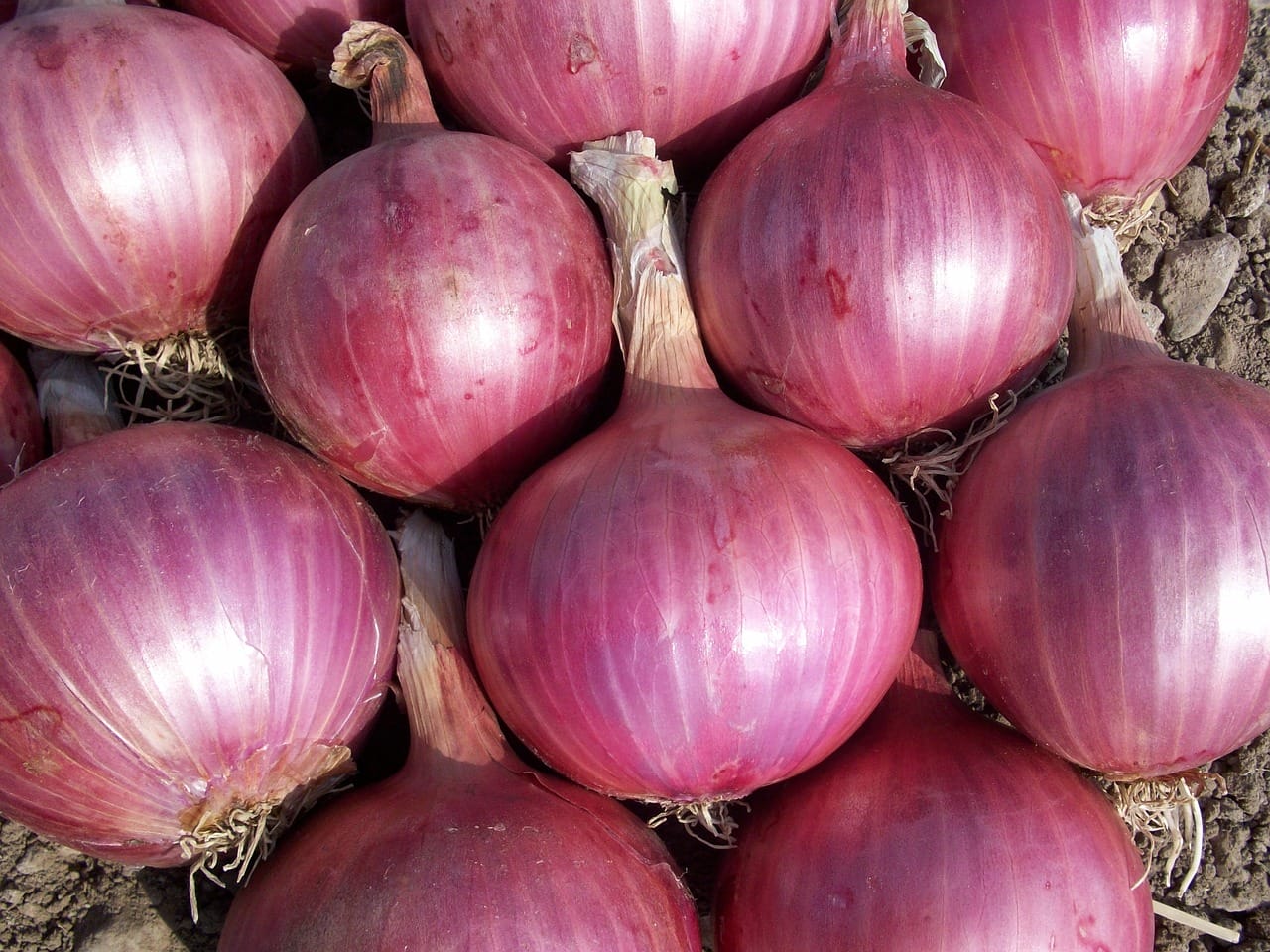 cipolle rosse slow food puglia