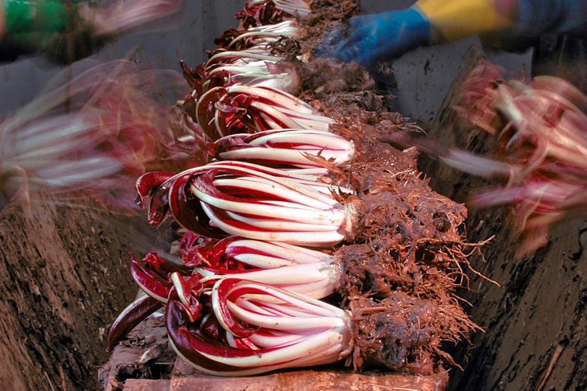 radicchio rosso
