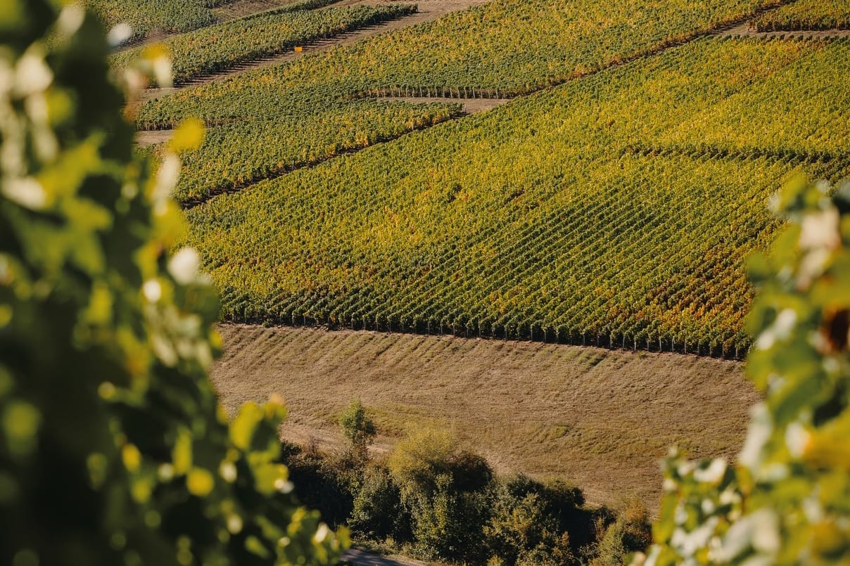 Domaine Alexandre Bonnet champagne