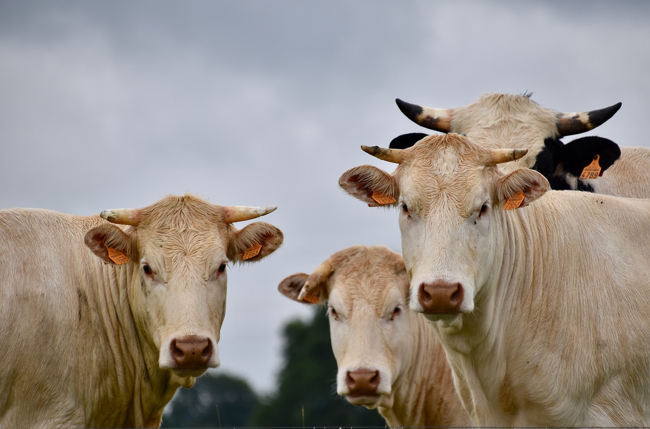 chianina, vitellone
