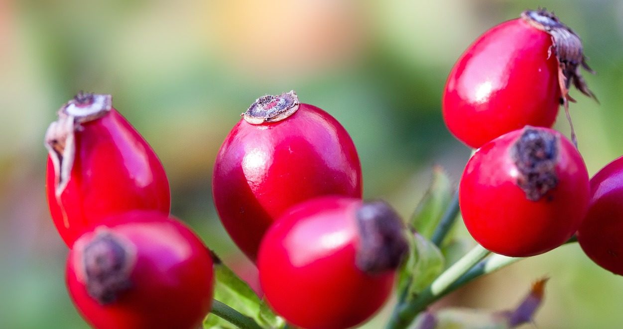 cinorrodi della rosa canina