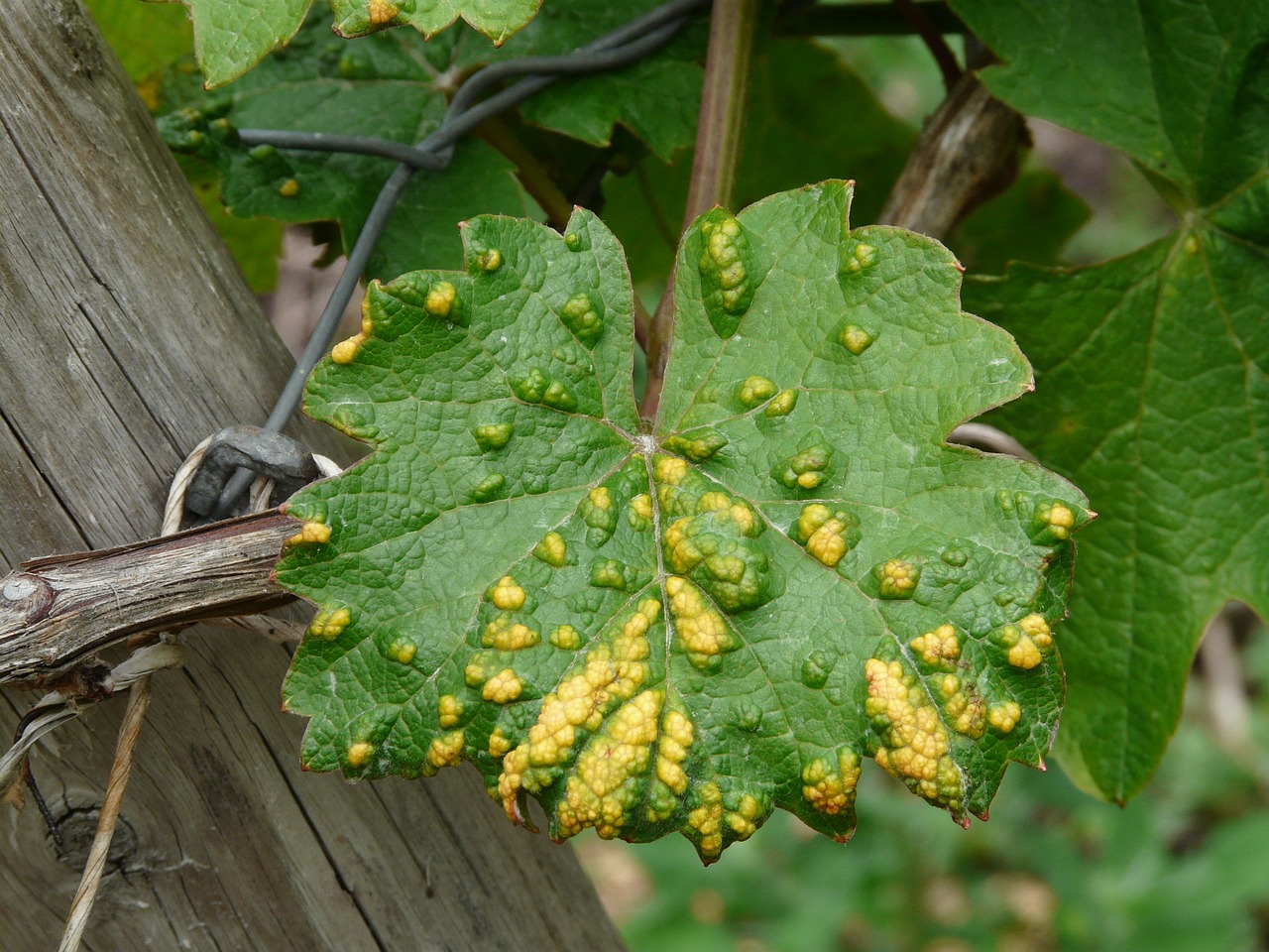 peronospora