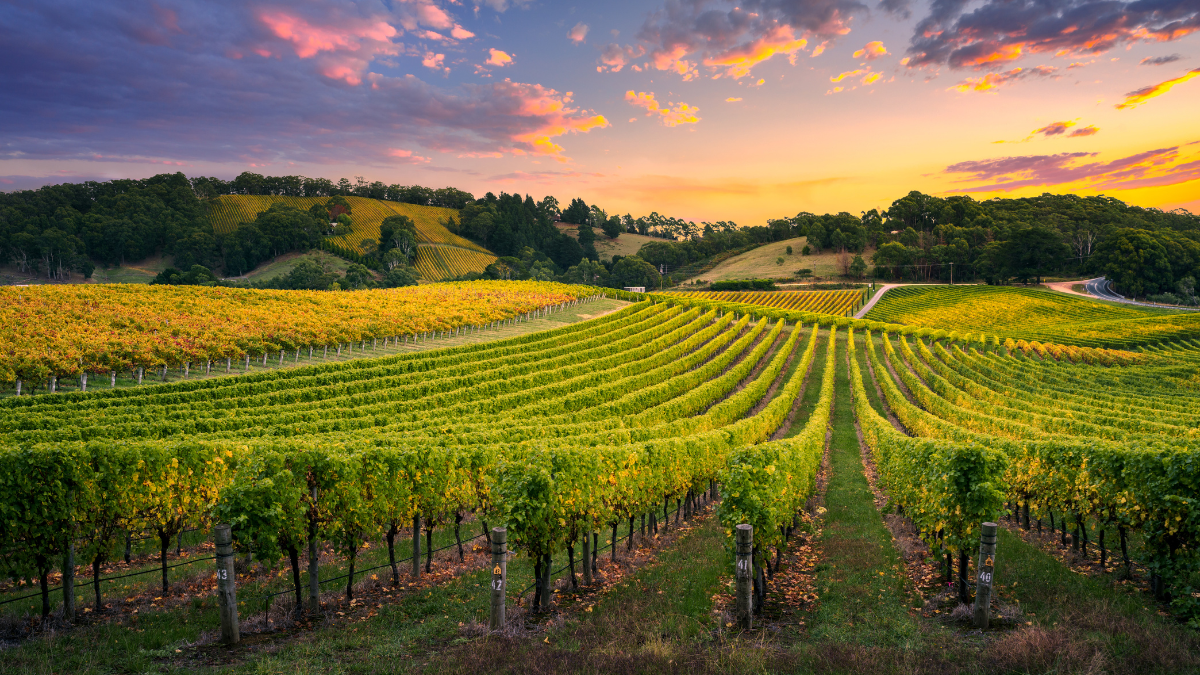 Australia vino