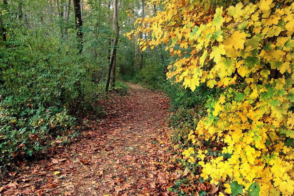 bosco , food forest