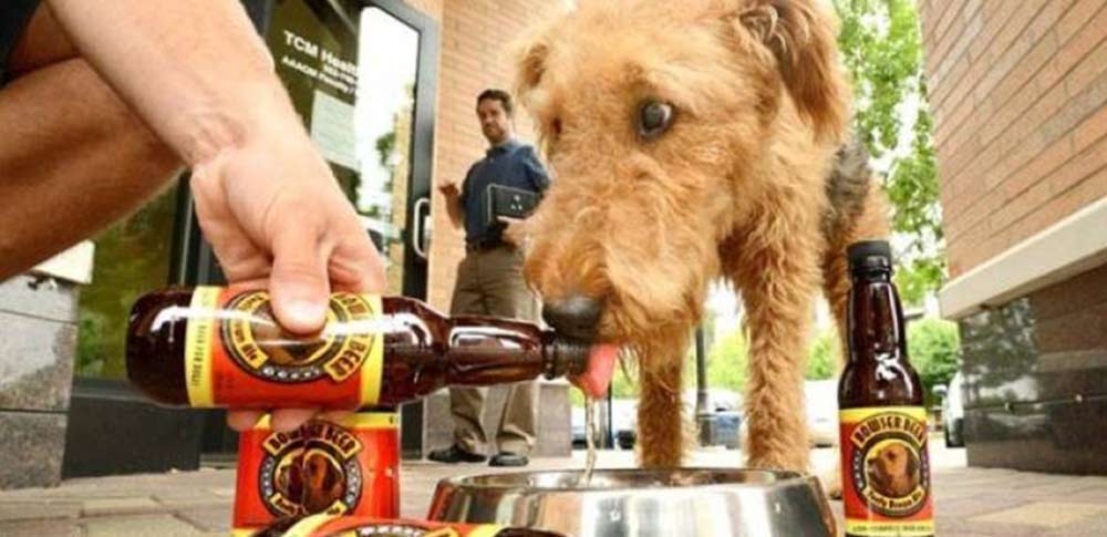 birra per cani