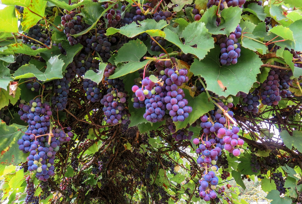 vendemmia