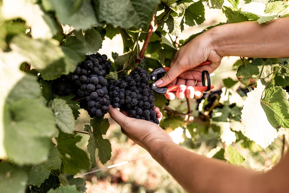 Alta Langa: al via la raccolta del Pinot Nero
