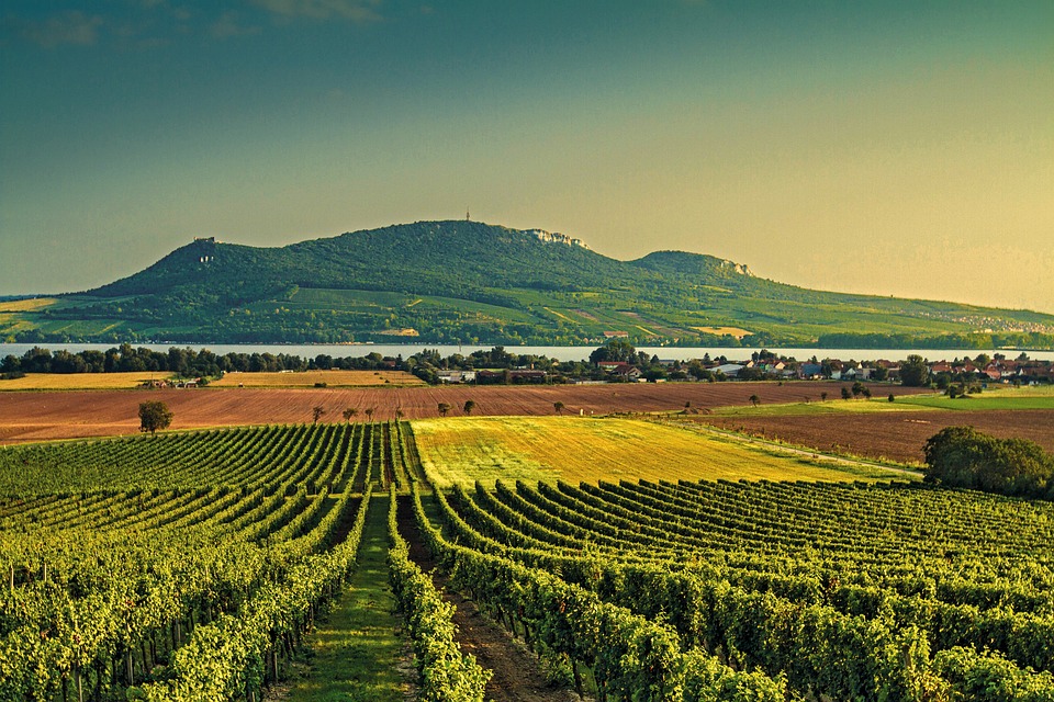 vigne abbandonate