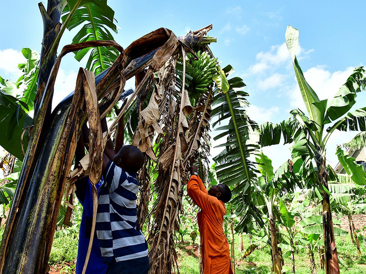 Burundi