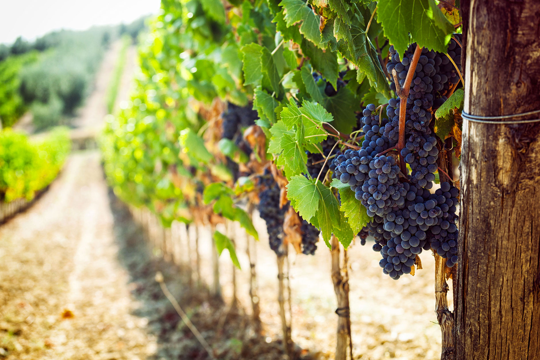 Capo Verde vino