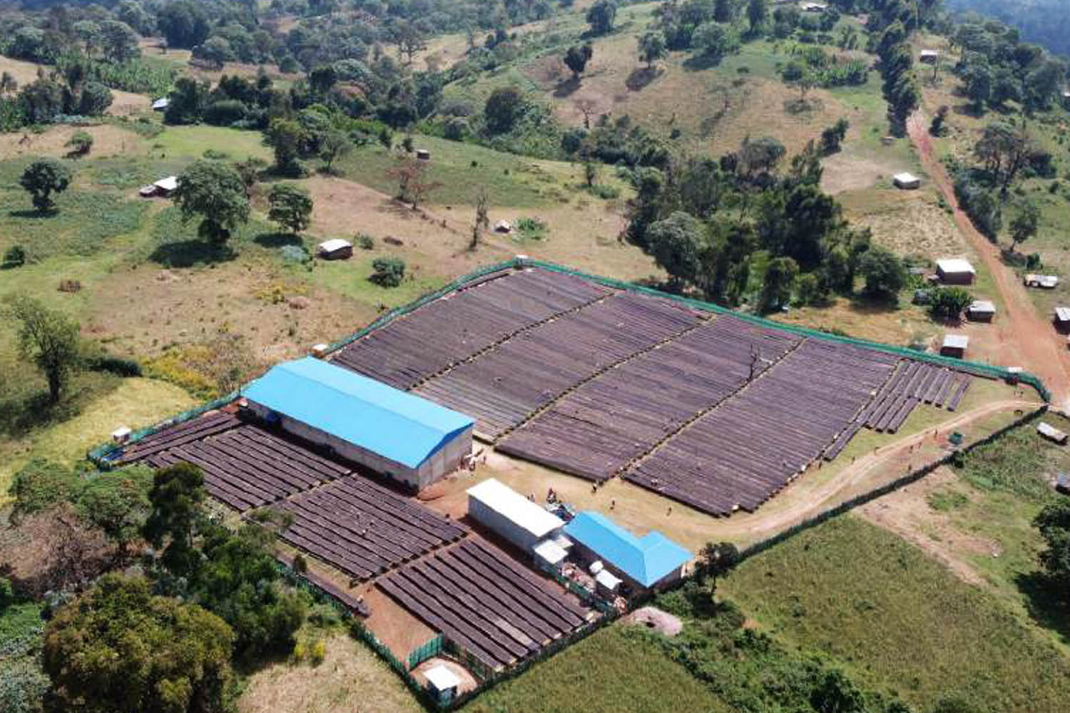 Guji Hambela: il caffè di terroir dell’Etiopia