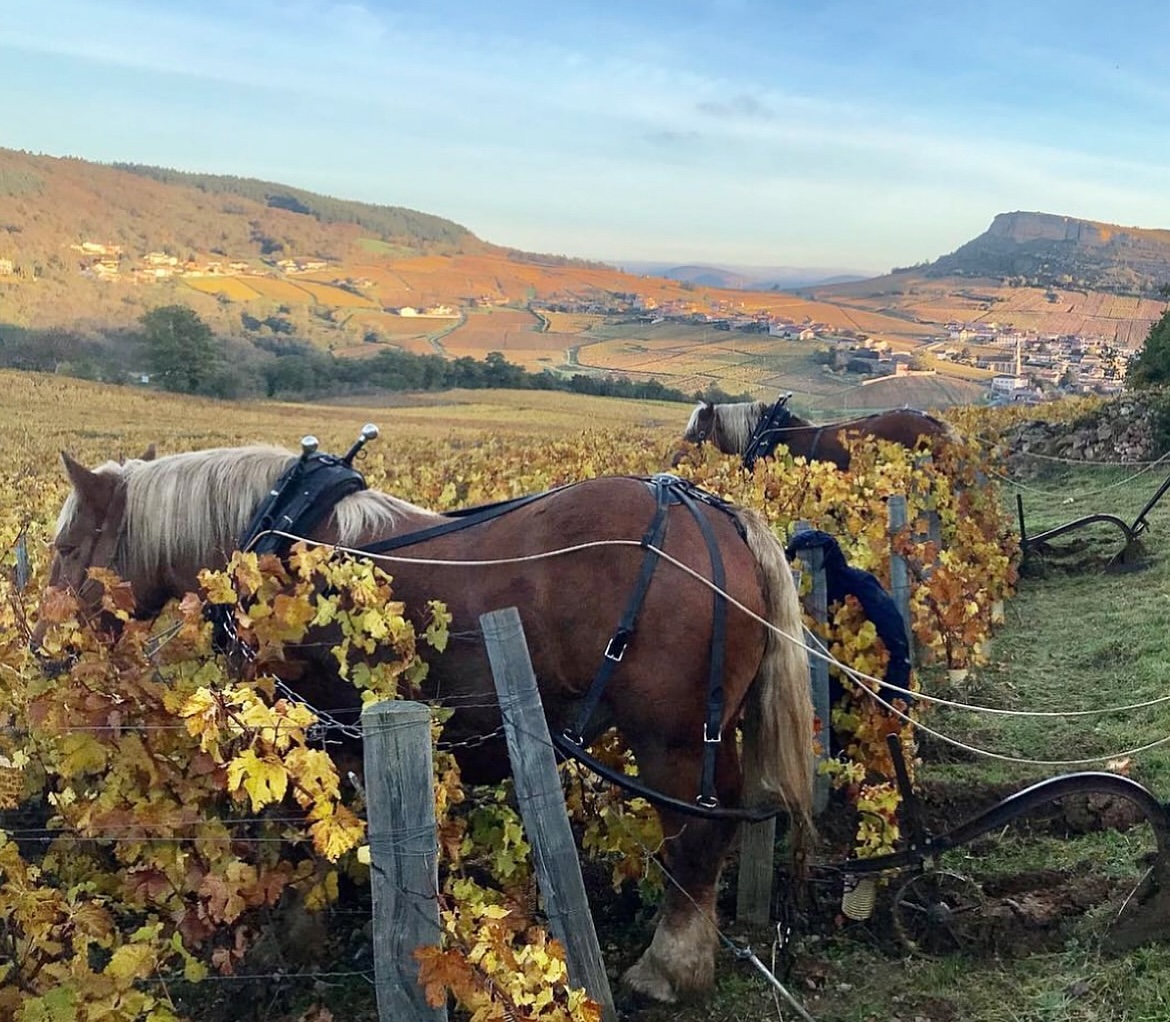 Domaine de l'Aubraine