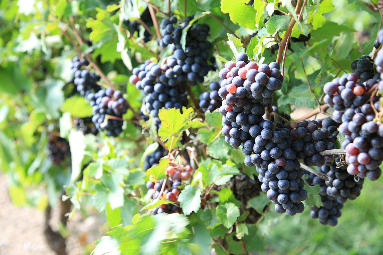 EVENTO Anno di vino Piemonte