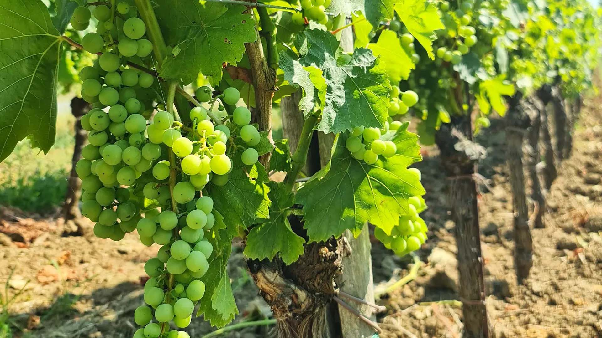 Il moscato di Momiano uva nel vitigni istriani