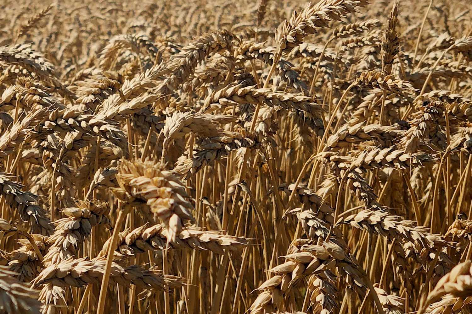 Campo d'orzo
