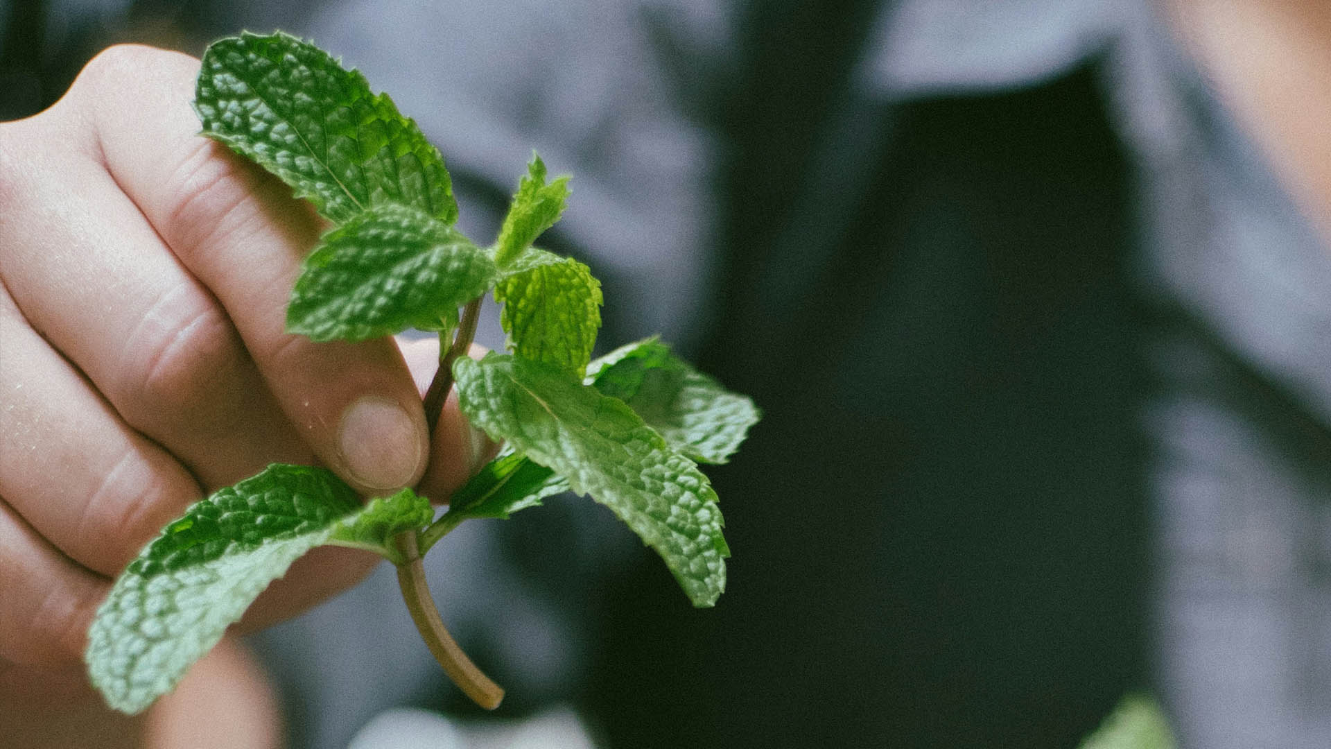 Non pestare la menta per il tuo mojito: