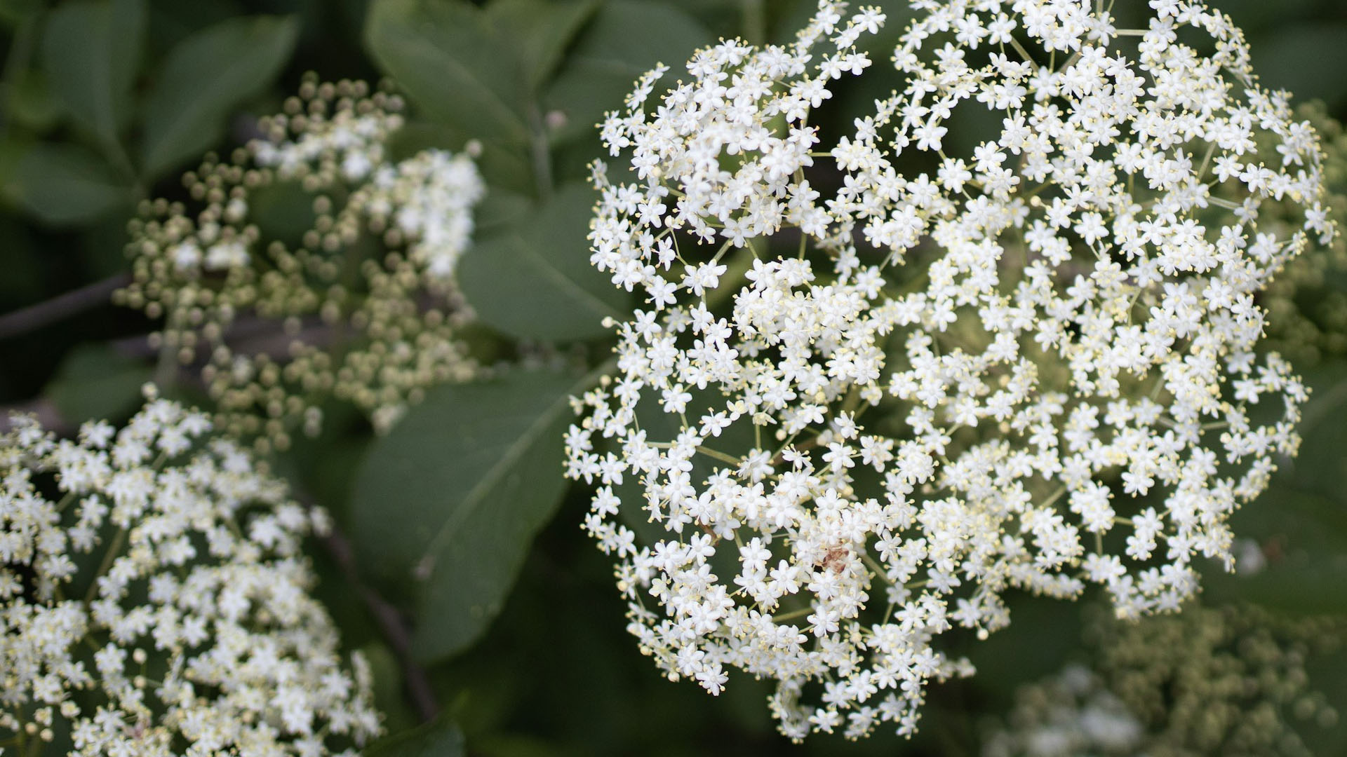 fiori di sambuco usati per la produzione del liquore