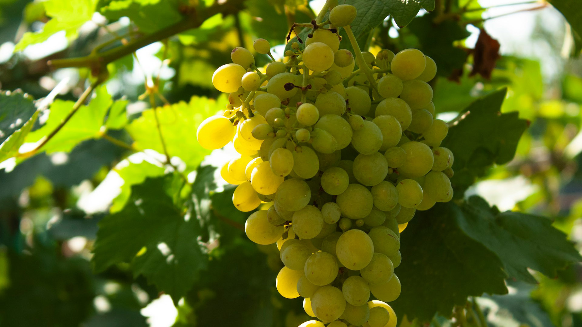 Grappolo di uva bianca maturo su una vite, illuminato dalla luce del sole tra foglie verdi rigogliose, simbolo della viticoltura e della produzione di vini pregiati.