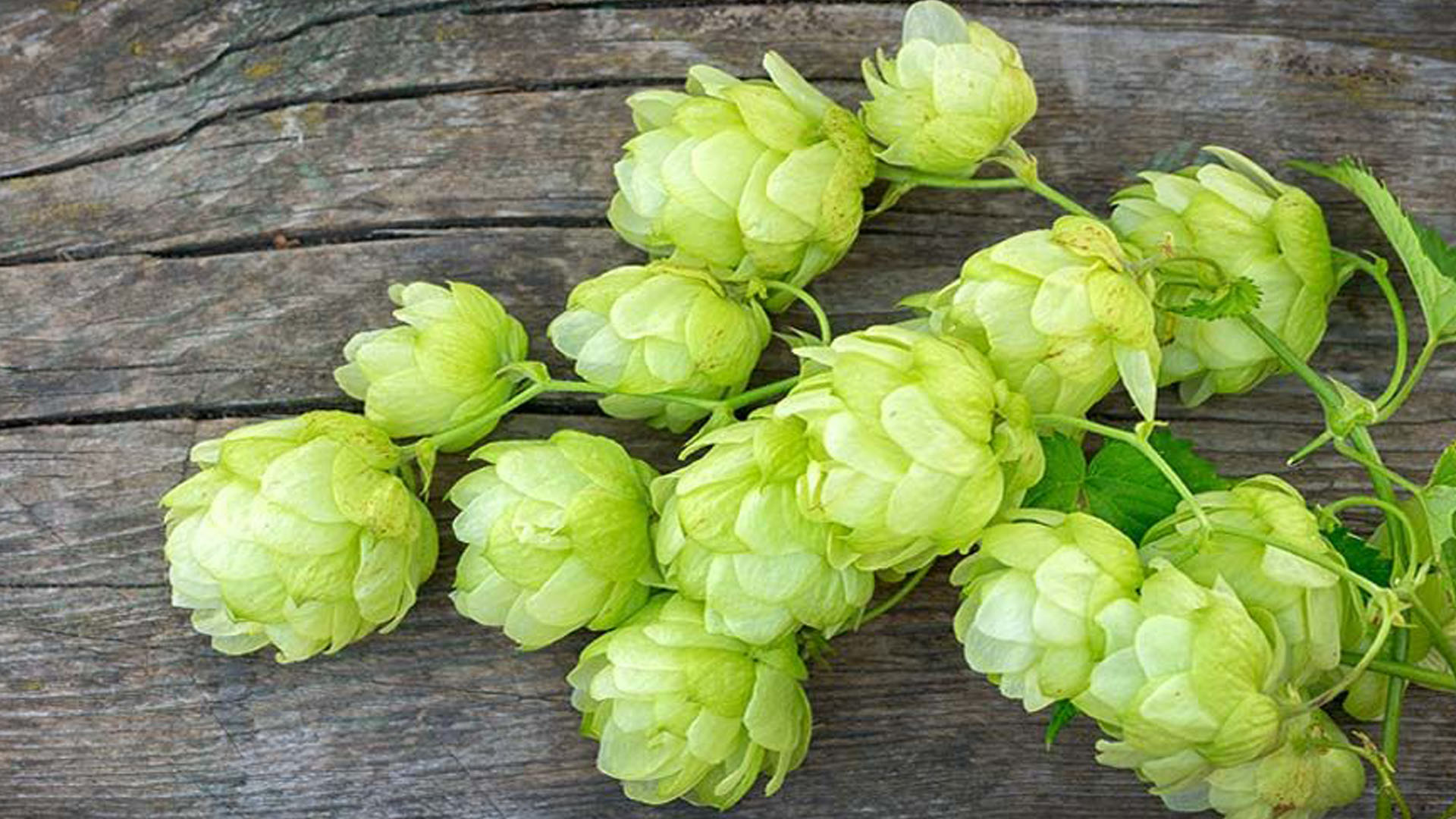 Infiorescenze di luppolo americano fresco su un tavolo in legno. Il luppolo americano è simbolo della birra artigianale e ingrediente essenziale per aromi intensi e agrumati.