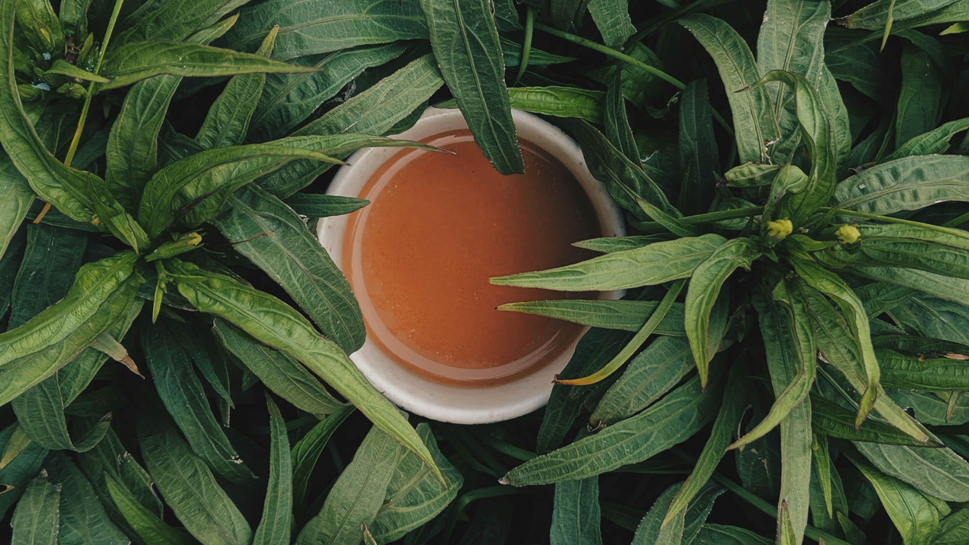 Tazza di tè vista dall’alto immersa tra foglie verdi, simbolo naturale della bevanda più consumata al mondo e dei suoi benefici salutari e culturali.