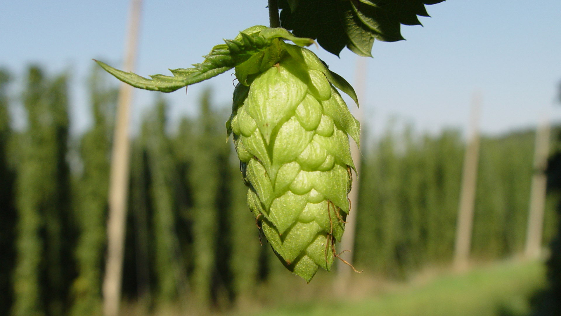 Primo piano di un cono di luppolo Helios in un campo coltivato, simbolo della nuova varietà americana resistente e sostenibile per la produzione di birra.