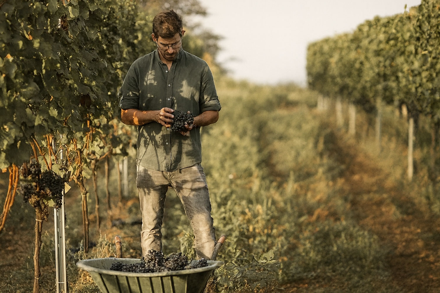 Vini naturali frizzanti nel vigneto di GSEllman