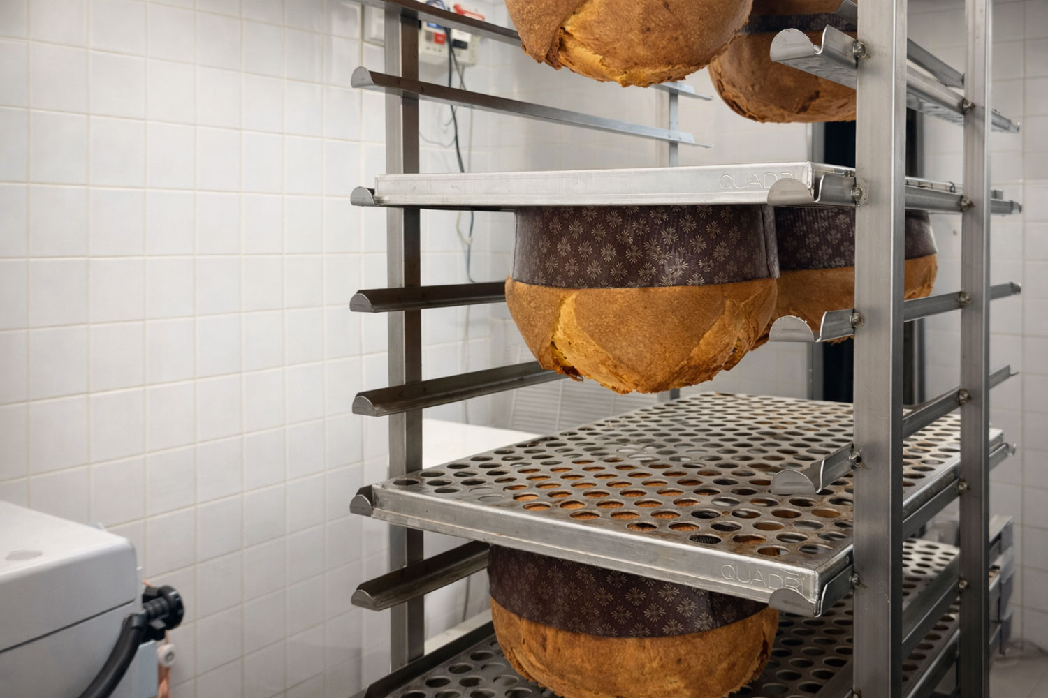 Birra e panettone a Natale durante la lievitazione artigianale, con panettoni appesi in laboratorio prima della fase finale di maturazione.