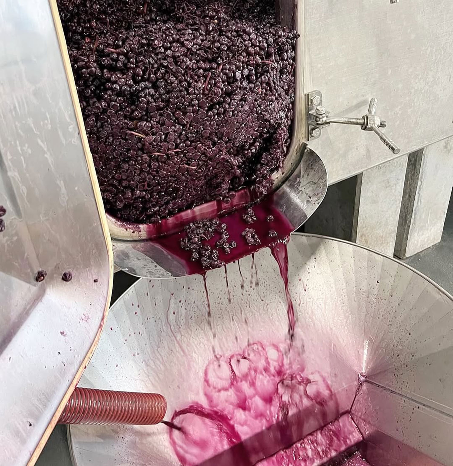 Maison Stéphan fermentazione naturale del mosto di Syrah