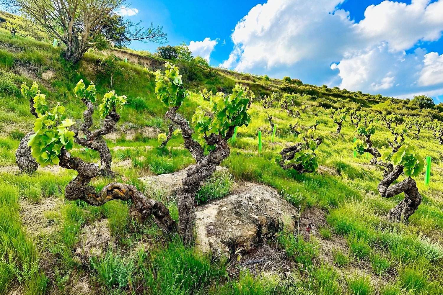 Oxer Bastegieta vigne vecchie in Rioja Alavesa tra suoli rocciosi e paesaggio collinare