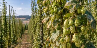 Luppolo, raccolto 2026 in forte calo: caldo e siccità mettono sotto pressione la birra europea Filari di luppolo durante il raccolto 2026 in Europa, segnato da caldo e siccità
