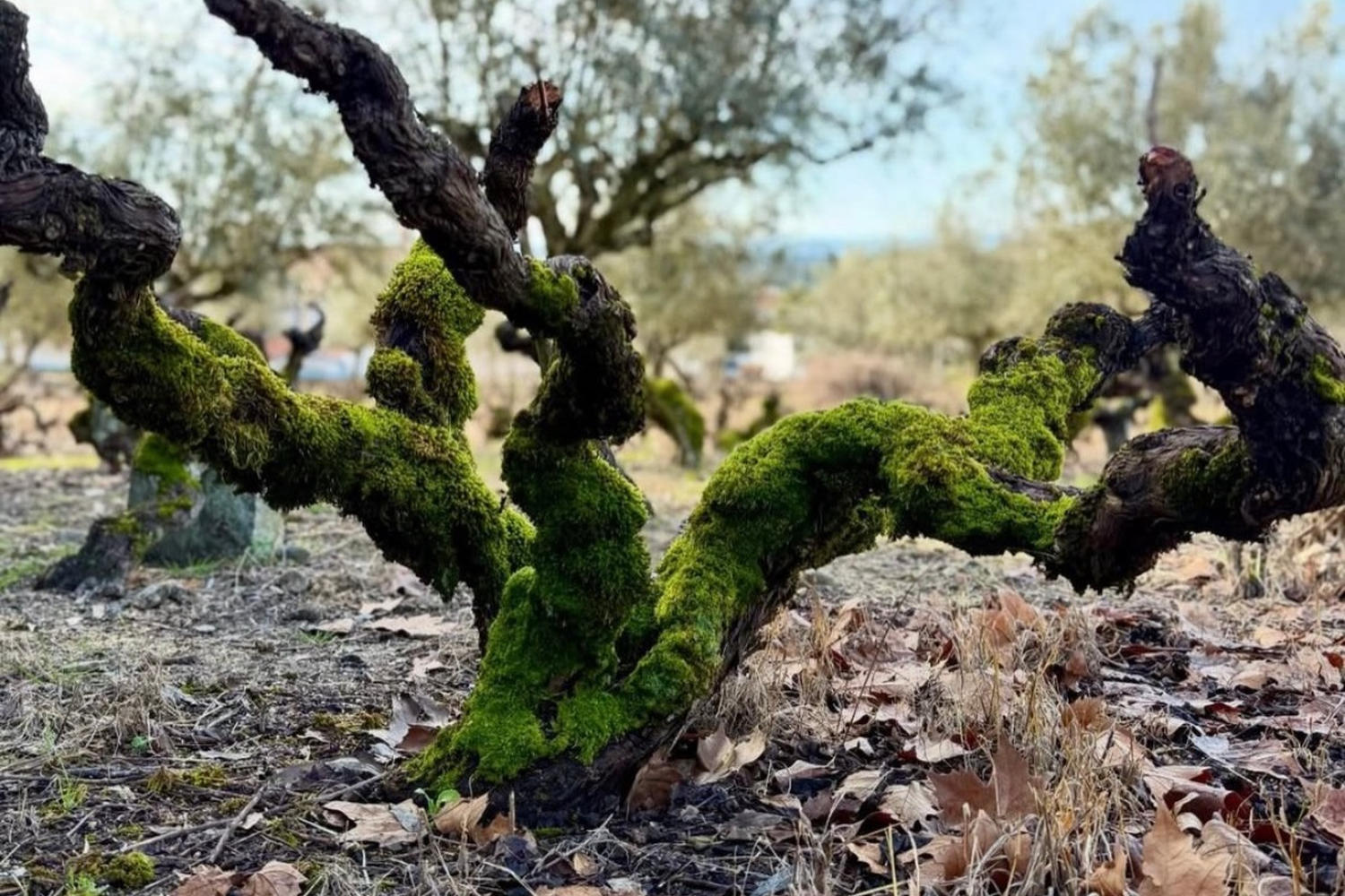 Vecchia vite ricoperta di muschio nei vigneti di Cabeças do Reguengo, nell’Alentejo portoghese.
